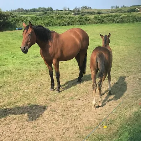 Lahinch View 住宿加早餐酒店 4*