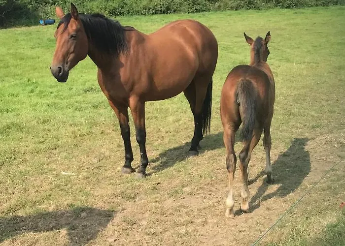 Lahinch View Bed & Breakfast 4*